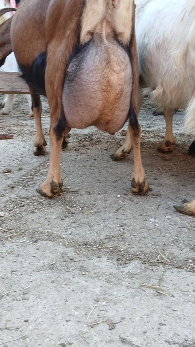 Vând capra tânără