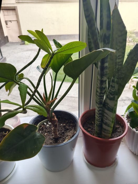 Домашние цветы оптом по 20-25тыс.