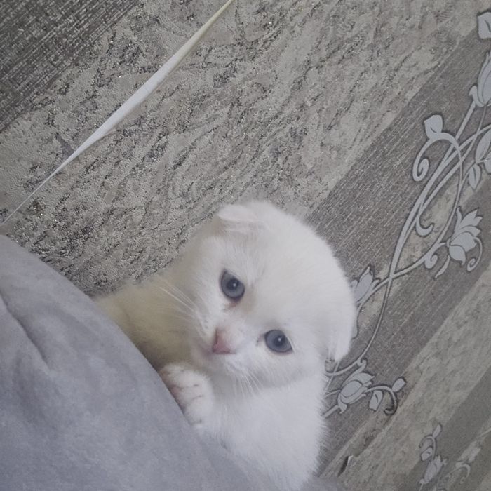 Продется скоттиш фолд, 2мес. Мальчик