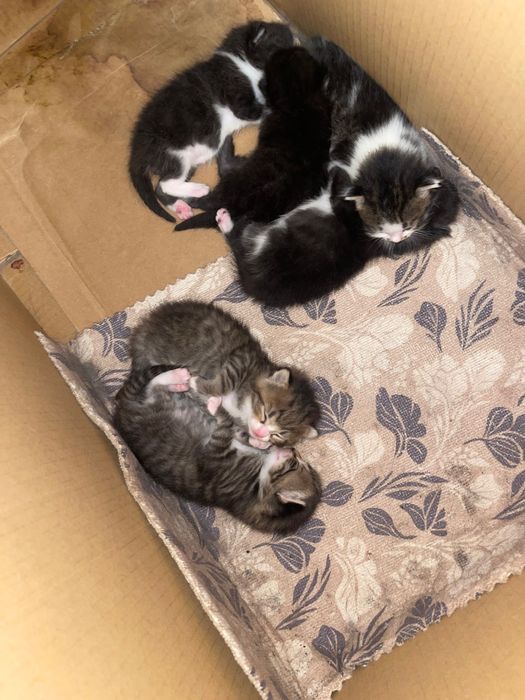 Отдам Хороший руки котята
