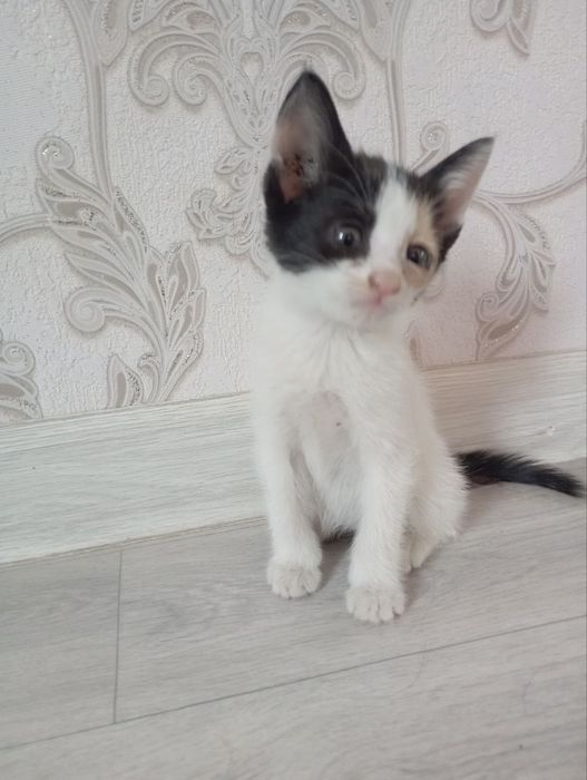 Отдам котят даром