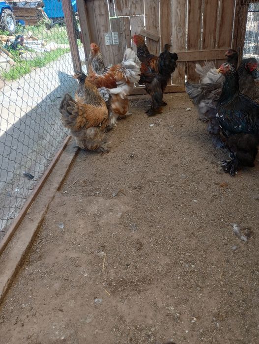 Vind Brahma Cocosi