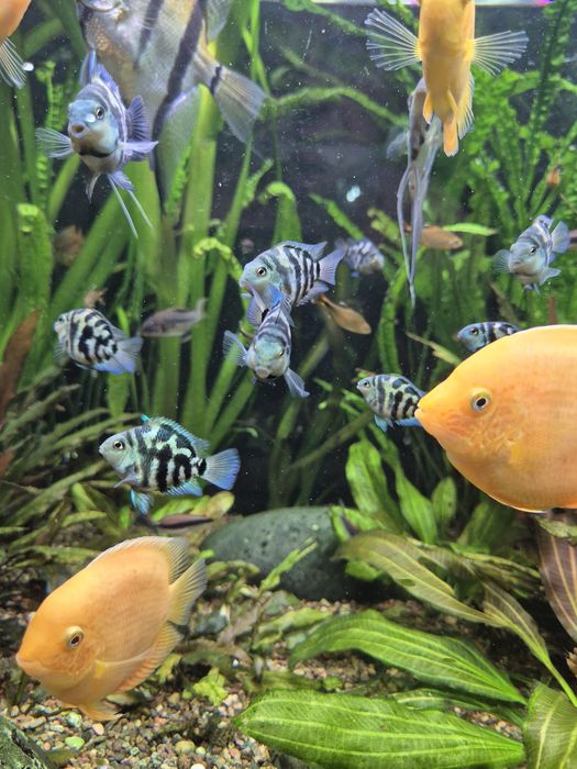 Попугай сапфировый