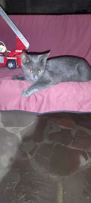 Молодой котик Барсик ищет добрых хозяев