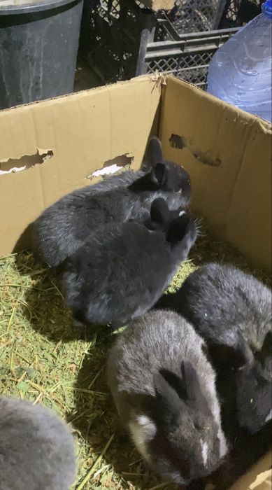 Крольчата 1месяц