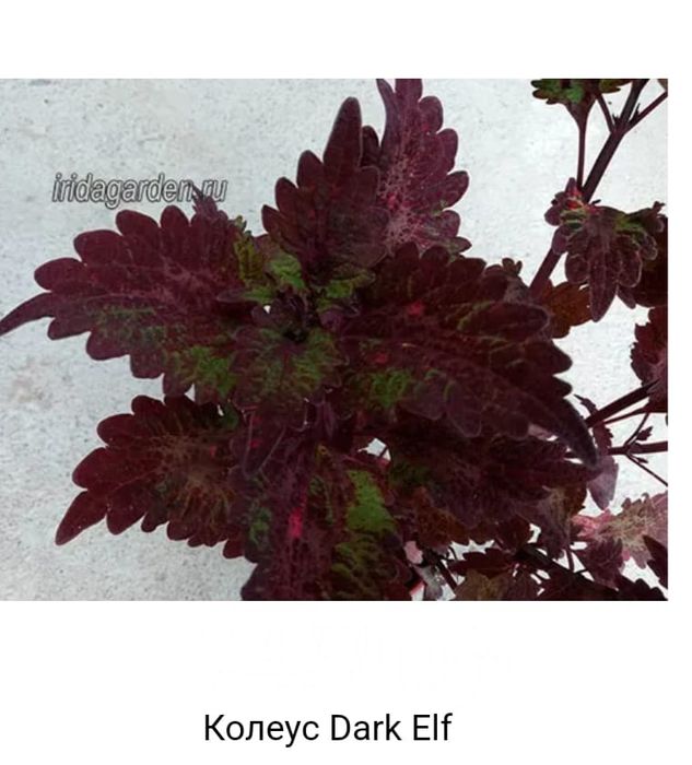 Комнатные растения