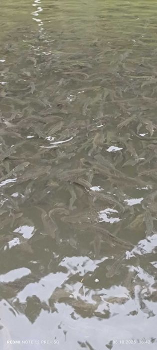 Vând puiet pastrav curcubeu și fantanel