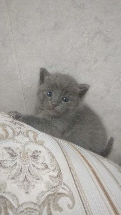 Породистые Котятки