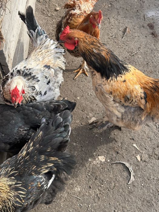 Продам петухов оптом