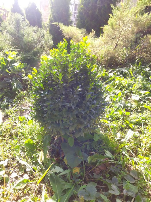 Самшит вечнозеленый