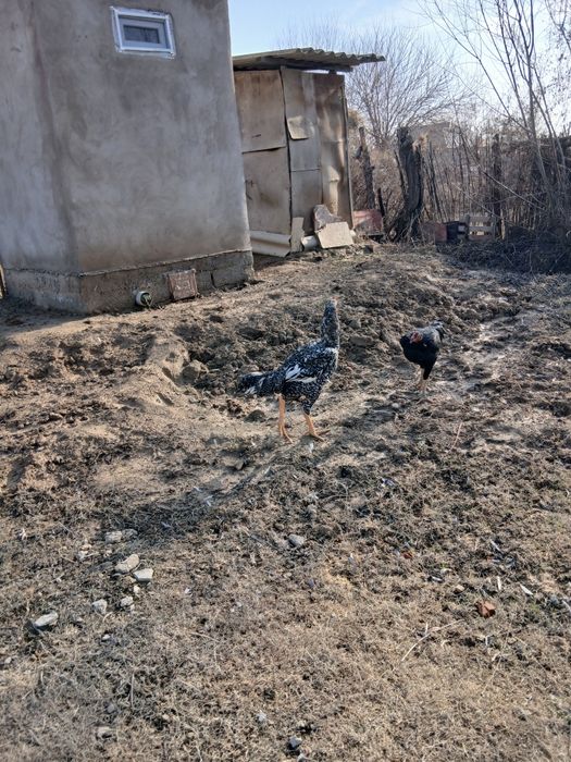 Дакан қораз сатылады о шамо