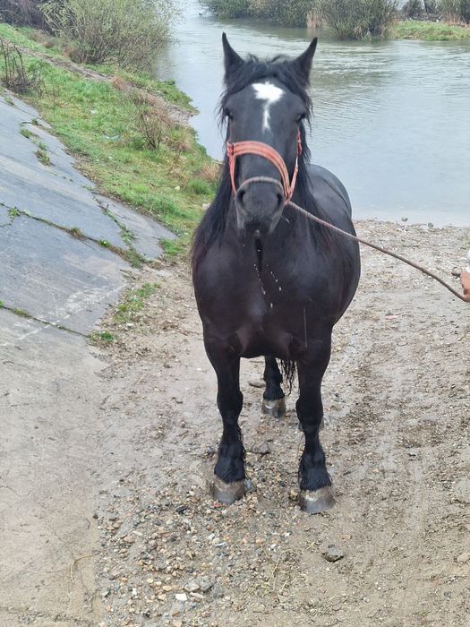 Vand manza 5-6 ani gestanta montata cu un armasar semi greu