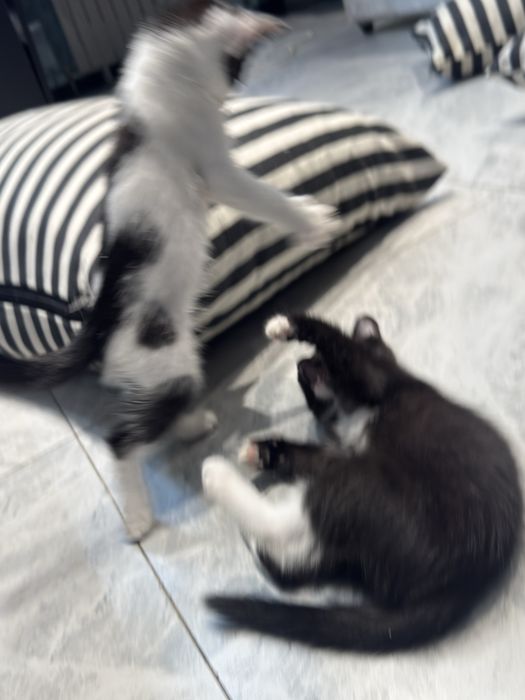 Отдам котят в доьрые руки