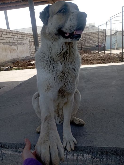 Алабай на вязку.