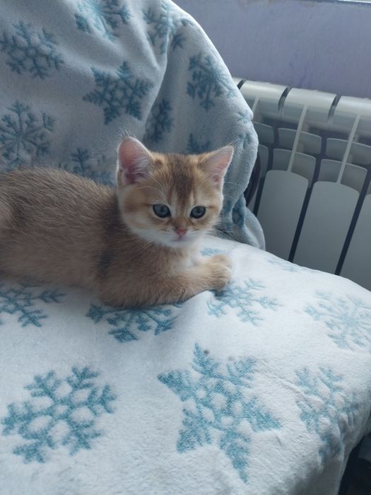 Шиншила кошка.         .