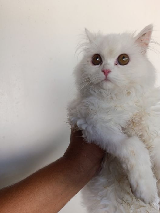 Продам шотландского котёнка