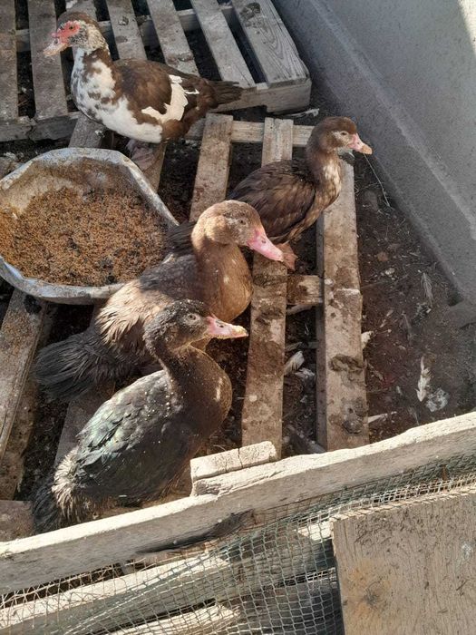 Индо утки  породистые