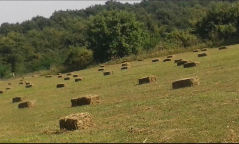 Vând baloți lucernă
