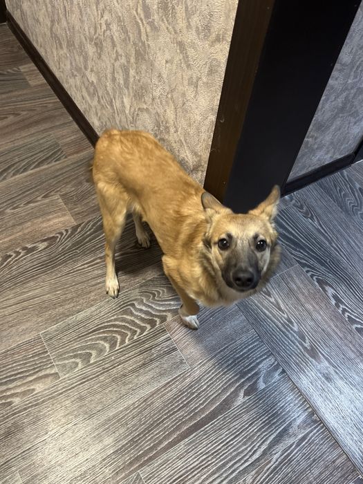 Отдам собаку в добрые руки