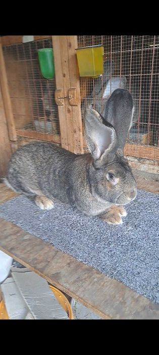 Tineret uriaș german