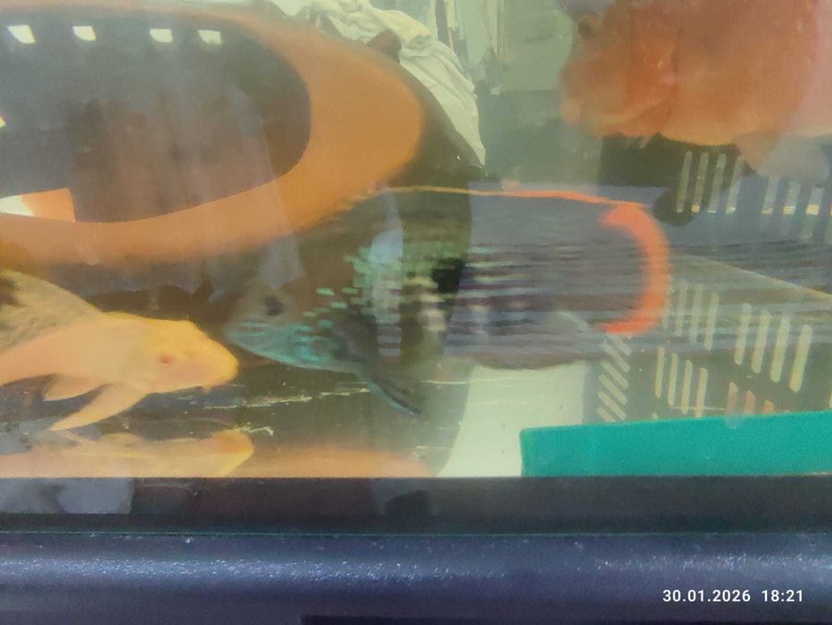 птеригоплихт сом