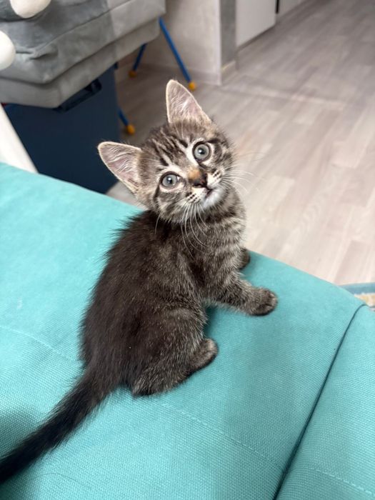 Котенок в хорошие руки