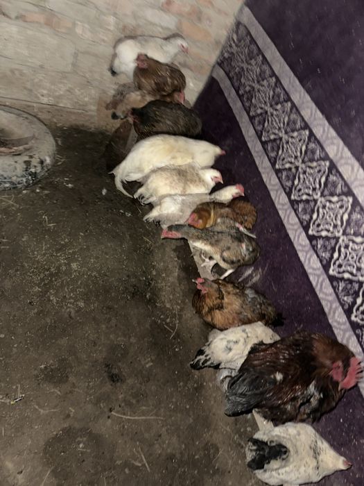 Тауыктар сатылады