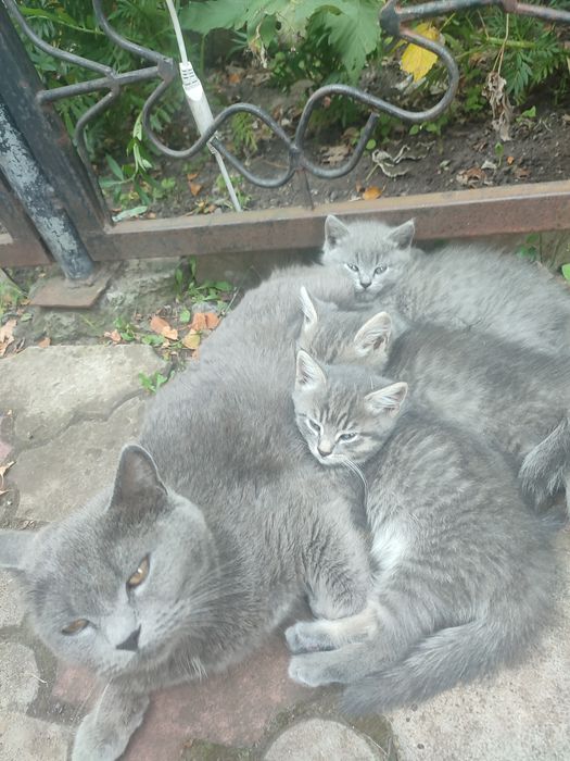 Отдадим красивых котиков