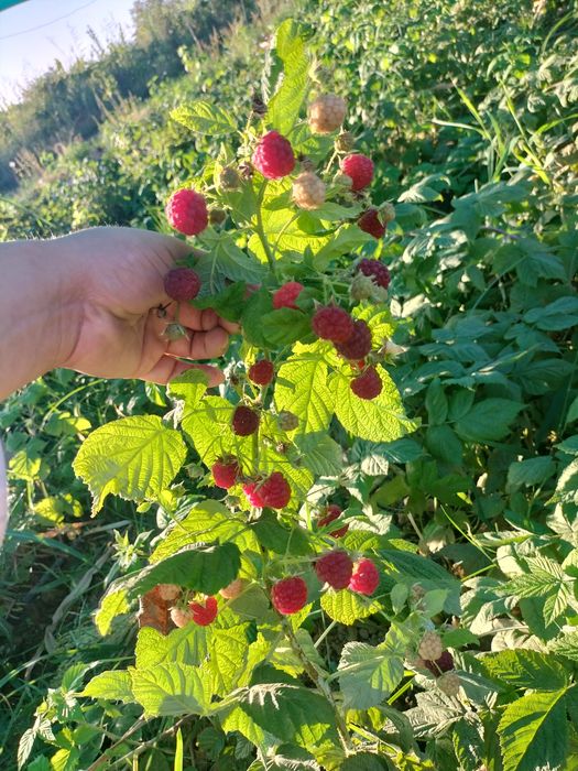 Малина кучат ремонтант