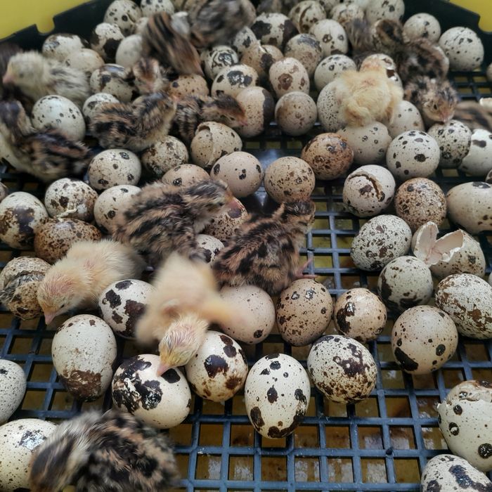 Oua Incubat Prepeliță