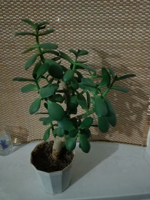 Продается Комнатные цветы цветы