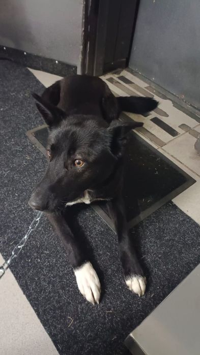 Собака 10 месяцев стерилизована. Подходит для квартирного содержания