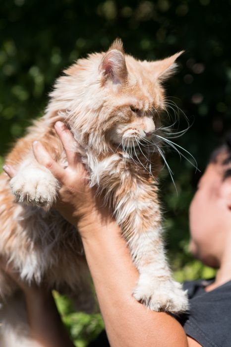 Рыжие солнышко котята Мейн Кун