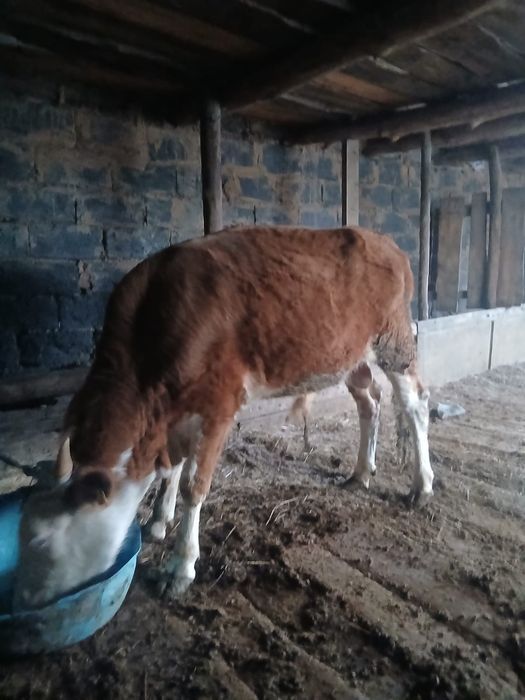Бұқа 1.5 жас сатамын. Семіз