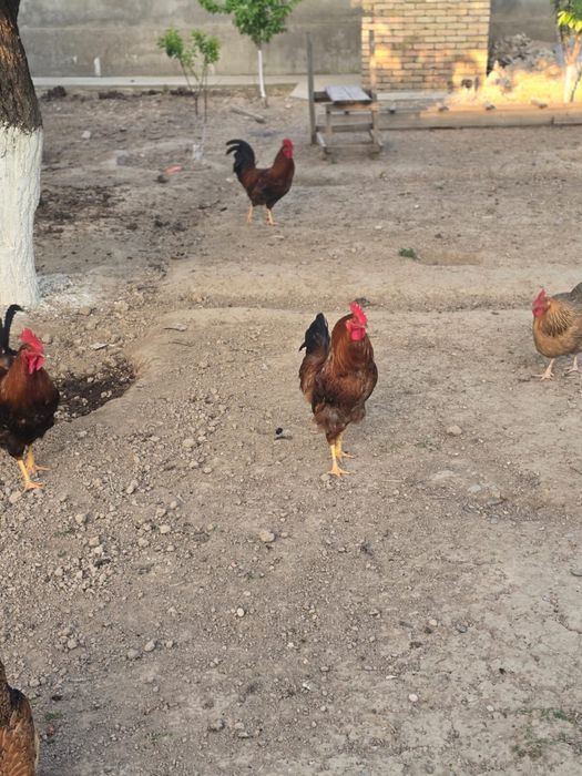 Кучин қораздары сатылады