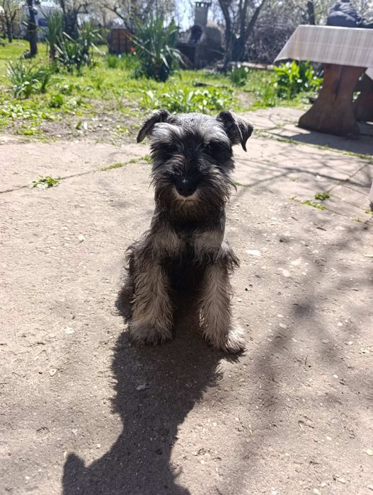 Цверк мини шнауцер