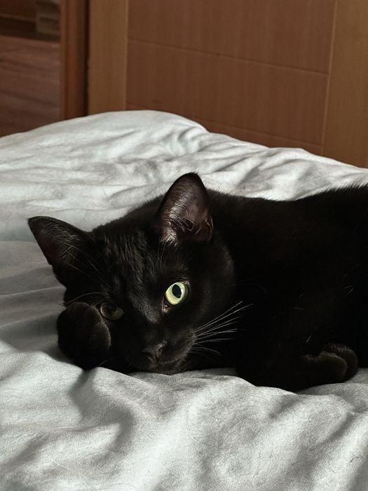 Подарявам мъжка котка