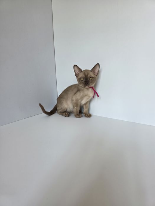 Котята Европейской бурмы