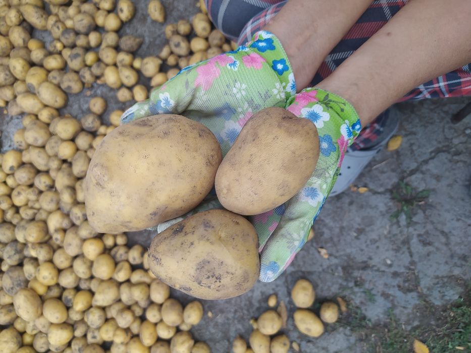 Домашняя картошка