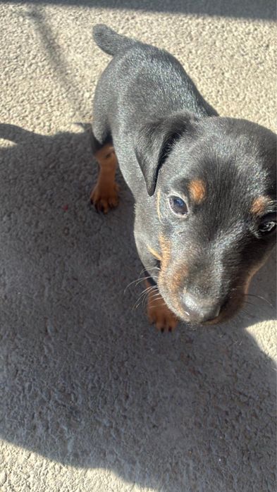 Продаются щенки Ягдтерьер