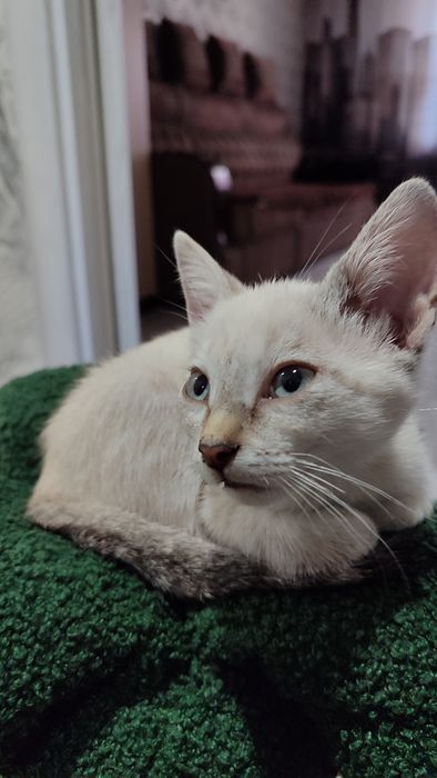 В добрые руки котенок