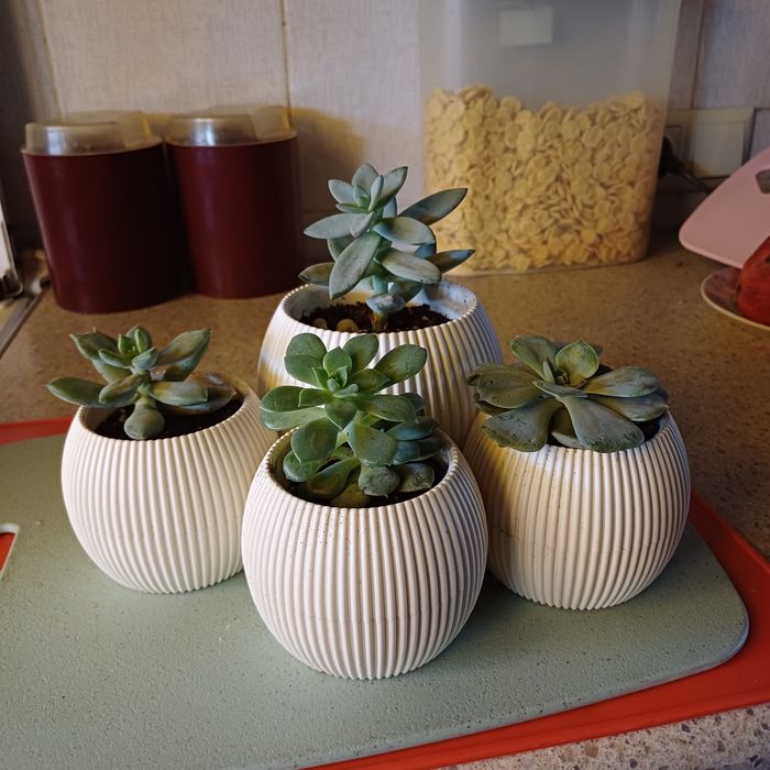 Цветы в горшках Суккуленты