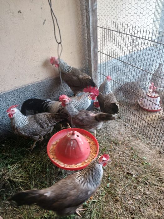 Oua de Italiana Argintie pentru incubat