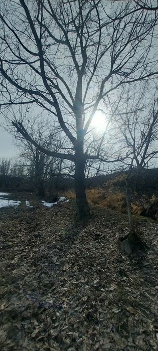 Yongoq darahti sotiladi 4 tup aylanasi 2m .1.90.shu atrofida hammasi