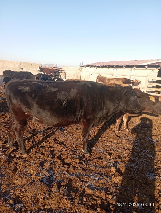 Соғым семиз сиыр сатылады