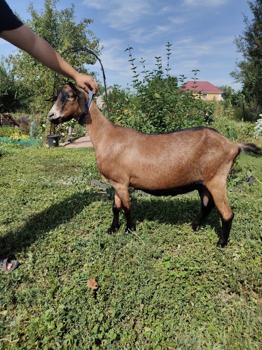 Альпийская дойная коза