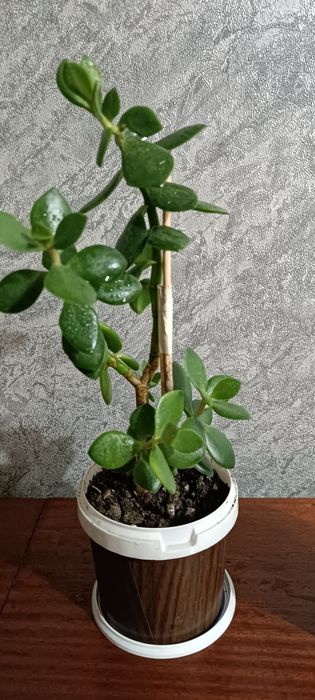 Продам денежное дерево