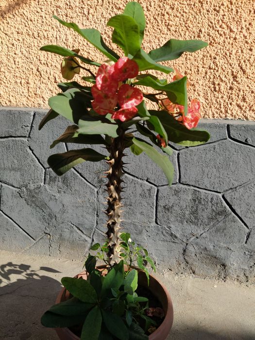 Молочай пятнистый или бежевый