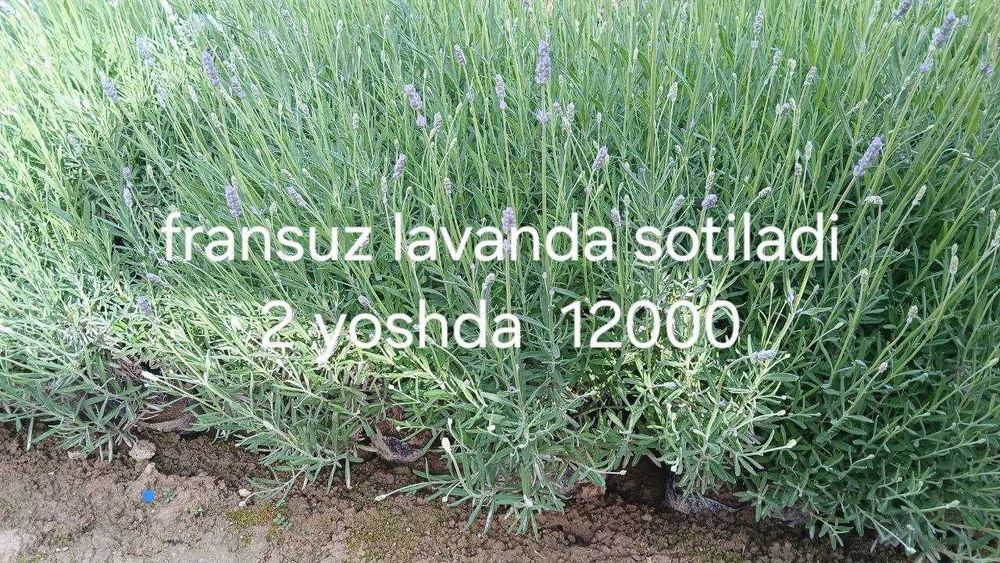 Лаванда кучатлари сотилади