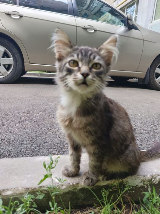 Отдам котят в добрые руки